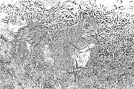 squirrel Pagine Di Culore Stampabile